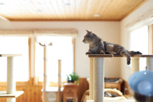 愛猫と幸せに暮らすリフォーム